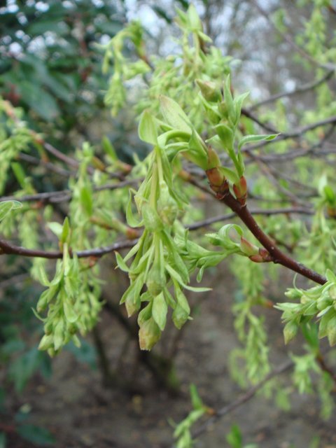 Oemleria cerasiformis P1D